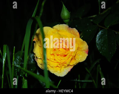 NIGHT LOVE: Yellow rose with bud on the rain Stock Photo