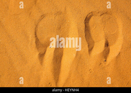 Camel footprints in the sand close up. Sahara desert in Morocco. Stock Photo