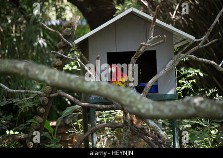 Image showcasing Scarlet macaw near a birdhouse Stock Photo - Alamy