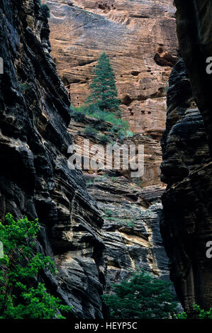 Zion National Park canyon walls with Evergreen tree on side of cliff along river bed in a slot canyon southern Utah State USA
