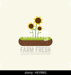 Flat vector illustration farm fresh concept, sunflower oil and seeds farm. Island of soil with three sunflowers growing. Stock Vector