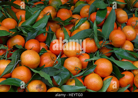 Fresh ripe mandarin oranges (clementine, tangerine) with green leaves on retail market display, close up, high angle view Stock Photo