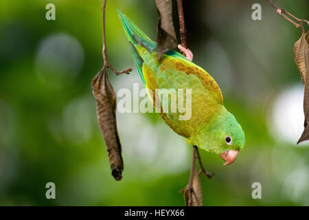 Orange-chinned Parakeet - Boca Tapada, San Carlos, Costa Rica