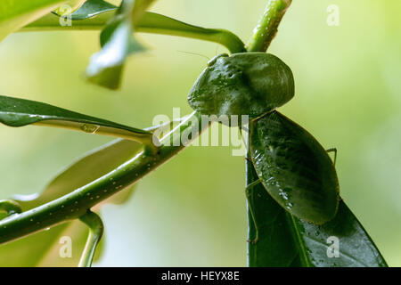 Green Leaf-mimic Praying Mantis - Laguna del lagarto Lodge, Boca Tapada; Costa Rica Stock Photo
