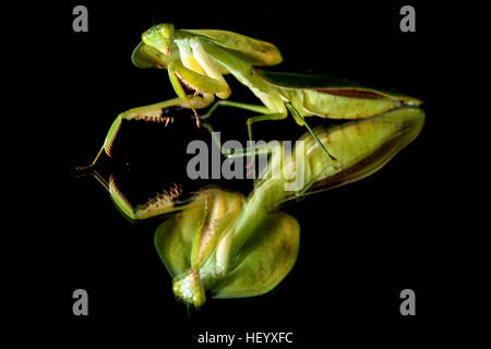 Green Leaf-mimic Praying Mantis - Laguna del lagarto Lodge, Boca Tapada; Costa Rica [Controlled Specimen] Stock Photo