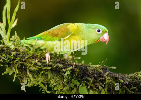 Orange-chinned Parakeet - Boca Tapada, San Carlos, Costa Rica