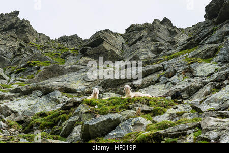 Two sheep resting on a steep slope in rocky terrain, Schladming Tauern, Schladming, Styria, Austria Stock Photo