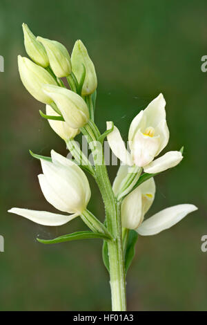 White Helleborine (Cephalanthera damasonium), Veneto, Italy Stock Photo