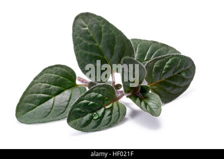 Wild Oregano (Origanum vulgare) leaves. Clipping paths, shadow separated Stock Photo