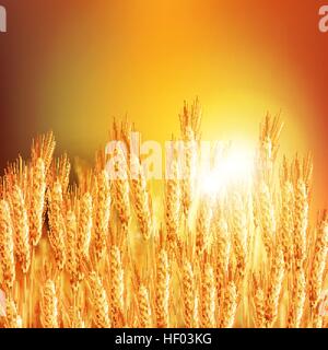 Wheat ears 20161226 2 Stock Vector
