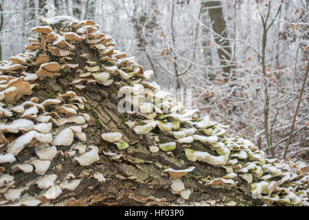 Mushrooms on the fallen tree in the snowy forest with frozen icy branches and fallen leaves still visible Stock Photo