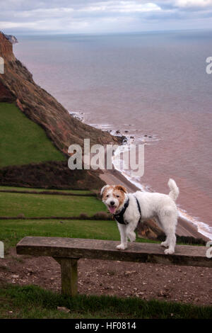 Sidmouth, Devon, 25th Dec 2016 Rosie the fox terrier relaxes after the climb up from Salcombe Mouth to the top of the cliffs on the South West Coastal Path during  her Christmas Day walk in Sidmouth, Devon,  Photo Tony Charnock / Alamy Live News Stock Photo