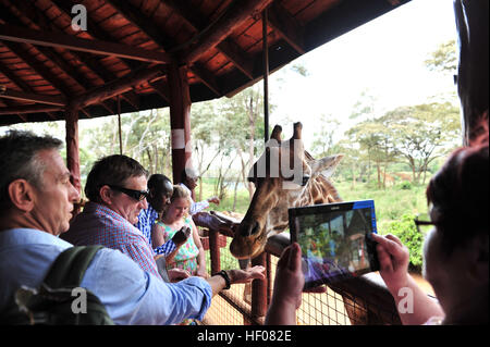 Nairobi, Kenya. 25th Dec, 2016. A tourist feeds a giraffe at the Giraffe Center in Nairobi, capital of Kenya, Dec. 25, 2016. Giraffe Center, founded in 1979, is part of a movement trying to save giraffes, with some giraffe species currently endangered. © Li Baishun/Xinhua/Alamy Live News Stock Photo