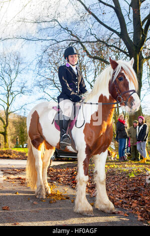 Female rider mounted on horse at the Boxing Day Hunt, Rivington, Lancashire. 26th Dec 2016.  The annual event takes place at Rivington in Chorley, Lancashire.  20yr old 'Shanna Simpson' proudly straddles her 10yr old cob 'Toffee' before the hunt begins. Stock Photo