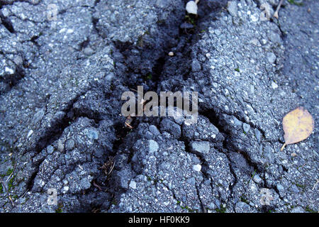 Close up of a crack in the asphalt sidewalk from tree roots. Stock Photo