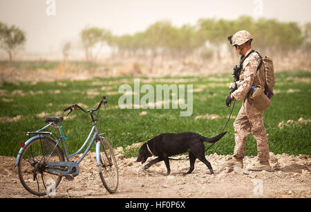 U.S. Marine Cpl. Kyle Click, a dog handler with 3rd Platoon, Kilo Company, 3rd Battalion, 3rd Marine Regiment, and 22-year-old native of Grand Rapids, Mich., and Windy, an improvised explosive device detection dog, search the perimeter of the Safar School compound here, March 18, 2012. On deployment in Helmand province’s Garmsir district, the ‘America’s Battalion’ dog handlers and their improvised explosive device detection dogs live, travel and work together. In a combat environment largely devoid of the safety and comforts of home, the energetic Labrador retrievers are neither pets nor expen Stock Photo