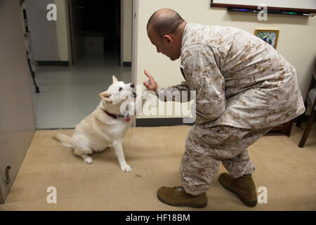 Staff Sgt. Chopper IV, left, gives a high five to Chief Warrant Officer Stephen B. Giove after Chopper's retirement ceremony April 25 at the III Marine Expeditionary Force Band Hall on Camp Foster. The Okinawa-raised, mixed-breed dog served as the III MEF Band mascot for more than 10 years. Chopper IV was an important member of the band during community events. Pvt. Chopper V, a golden retriever puppy, succeeded Chopper IV. Giove is the officer in charge of the III MEF Band. (U.S. Marine Corps photo by Lance Cpl. Elizabeth A. Case/Released) Passing leash from old dog to young pup 130425-M-CU21 Stock Photo