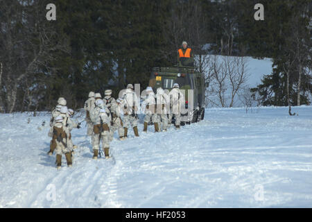 Marines with Golf Company, 2nd Battalion, 2nd Marine Regiment, 2nd Marine Division are pulled on skis by a Bandvagn 206 during a pre-environmental training field exercise to prepare them for exercise Cold Response 2014. Marines and Norwegian soldiers spent three days learning to work together and how to operate in the Norwegian winter environment to prepare the Marines and soldiers for Exercise Cold Response, which is a multinational and multilateral training exercise. The exercise will feature various types of military training including maritime, land and air operations. The location, above  Stock Photo