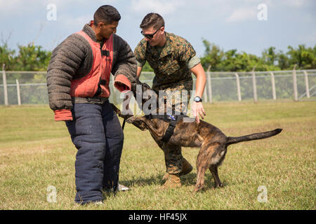 Dog protective hotsell body suit