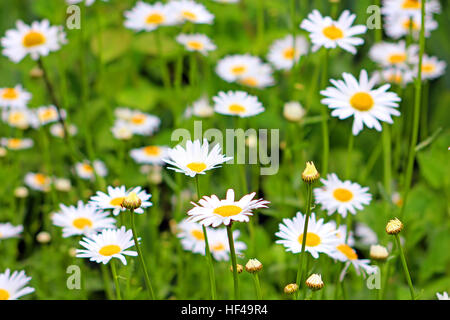 Daisy field Stock Photo