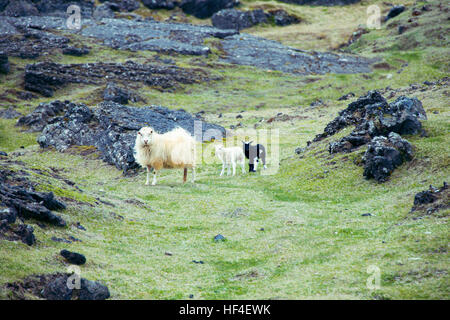 Icelandic sheep with her black and white lambs Stock Photo