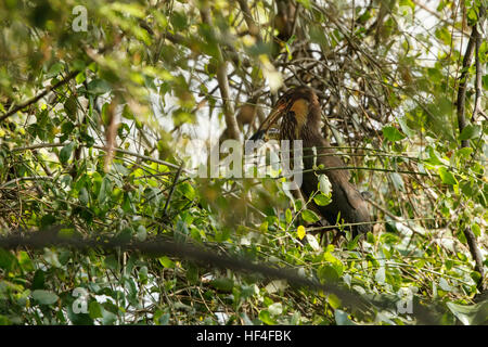 A black bittern with fish in natural habitat with green background Stock Photo