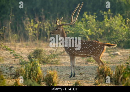 Spotted deer (Axis axis), Keoladeo Ghana National Park, Bharatpur, Rajasthan, India Stock Photo