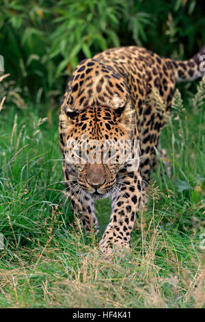 Amur leopard, (Panthera pardus orientalis), adult stalking, Asia Stock Photo