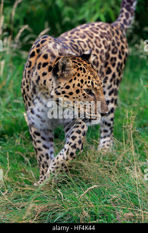 Amur leopard, (Panthera pardus orientalis), adult stalking, Asia Stock Photo