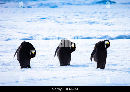 Three Emperor penguins preening, cleaning and replenishing the oils on their feathers. Antarctica Stock Photo