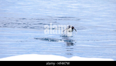 An Adelie penguin leaps out of the water. Porpoising is a much more efficient and quick way to travel versus simply swimming through the water. Antarc Stock Photo