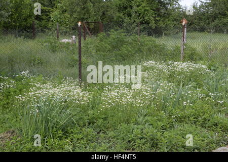 Flowering chamomile in the garden. Medicinal chamomile. Stock Photo