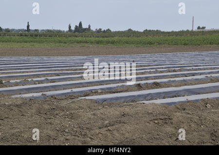 Greenhouses made of polymer film. Early spring in the garden greenhouses. Stock Photo