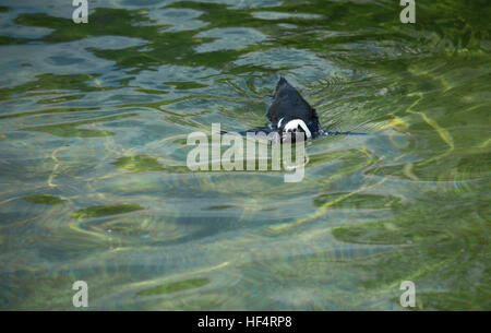 African penguin, also called the black-footed penguin, swimming Stock Photo