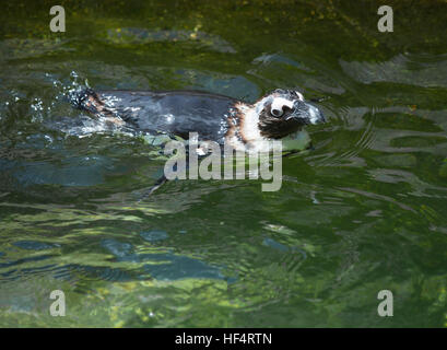 African penguin, also called the black-footed penguin, swimming Stock Photo