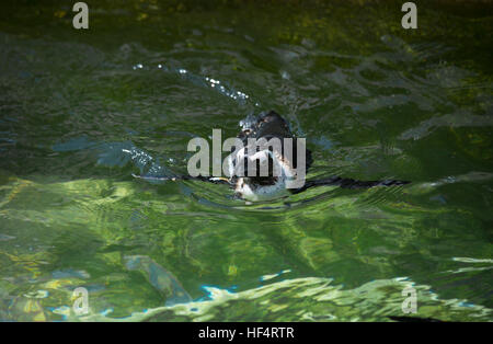 African penguin, also called the black-footed penguin, swimming Stock Photo