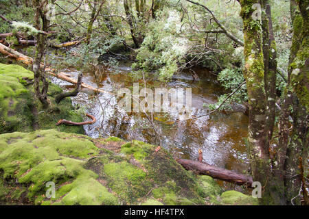 Wet eucalypt forest Tasmania Stock Photo