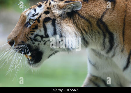 Side closeup view of a siberian tiger or Amur tiger, Panthera tigris altaica.  This tiger once ranged throughout all of Korea, north-eastern China, Ru Stock Photo