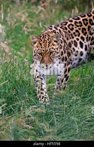 Amur leopard, (Panthera pardus orientalis), adult stalking, Asia Stock Photo