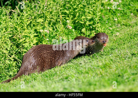 European otter, common otter,  (Lutra lutra), adult couple feeding, Surrey, England, Europe Stock Photo