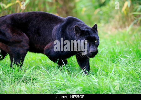 Leopard, black panther, (Panthera pardus), adult stalking, Africa Stock Photo