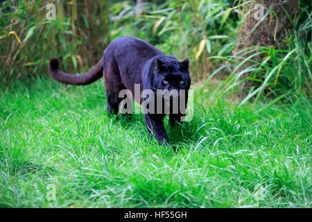 Leopard, black panther, (Panthera pardus), adult stalking, Africa Stock Photo