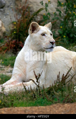 Lion, White Form, (Panthera leo), female portrait, Africa Stock Photo