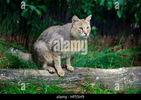 Jungle Cat, Swamp Cat, (Felis chaus), adult alert, Asia Stock Photo