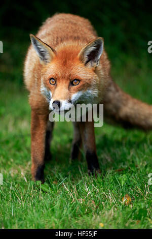 Red Fox, (Vulpes vulpes), adult portrait, Surrey, England, Europe Stock Photo