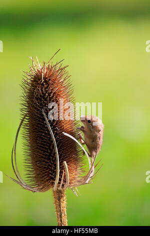 Harvest mouse, (Micromys minutus), adult on teasel seed head, Surrey, England, Europe Stock Photo