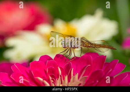 Dragon Fly on the pink flower in the garden Stock Photo