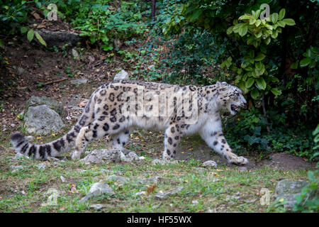 Side view of a snow leopard, Panthera uncia, walking in the forest in the summer season. This feline, also known as ounce is a large cat native to the
