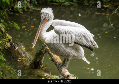 A Dalmatian pelican, Pelecanus crispus, perched on a a trunk that emerges from the water. This bird is the largest of the pelican species and one of t Stock Photo