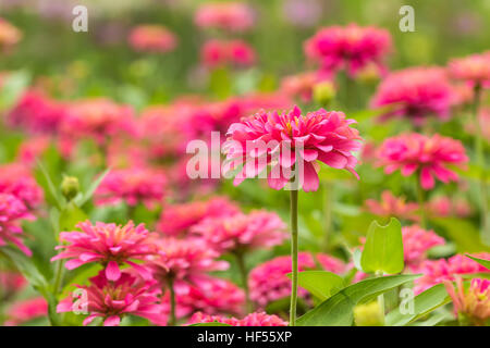 The Pink Gerbera , Barberton daisy in the garden Stock Photo